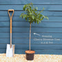 Patio Cherry Blossom Tree | Prunus 'Kiku-shidare-zakura' Ornamental Trees