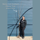 'Morello' Cherry Tree Fruit Trees