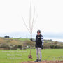 'Morello' Cherry Tree Fruit Trees