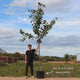 'Sunburst' Cherry Tree Fruit Trees