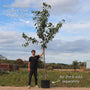 'Sunburst' Cherry Tree Fruit Trees