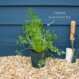 Chervil Plant Vegetables