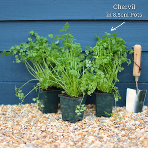 Chervil Plant Vegetables