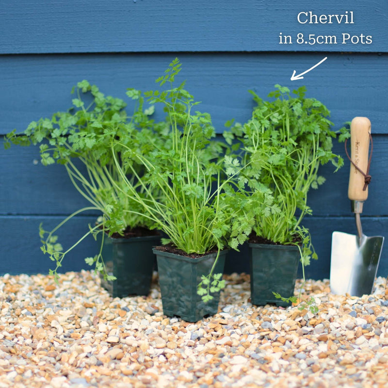 Chervil Plant Vegetables