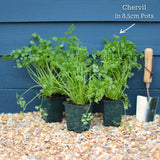 Chervil Plant Vegetables