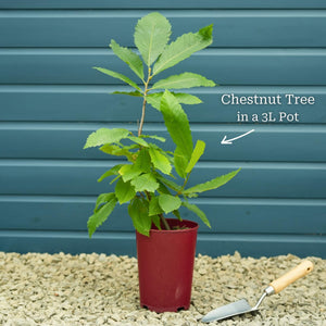 Chestnut Tree | Castanea sativa Ornamental Trees