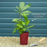 Chestnut Tree | Castanea sativa Ornamental Trees