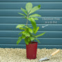 Chestnut Tree | Castanea sativa Ornamental Trees