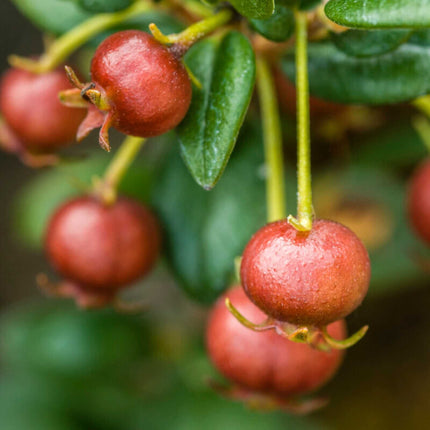 Chilean Guava | Ugni molinae Soft Fruit