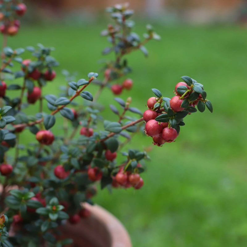 Chilean Guava | Ugni molinae Soft Fruit