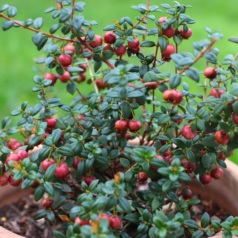 Chilean Guava | Ugni molinae Soft Fruit