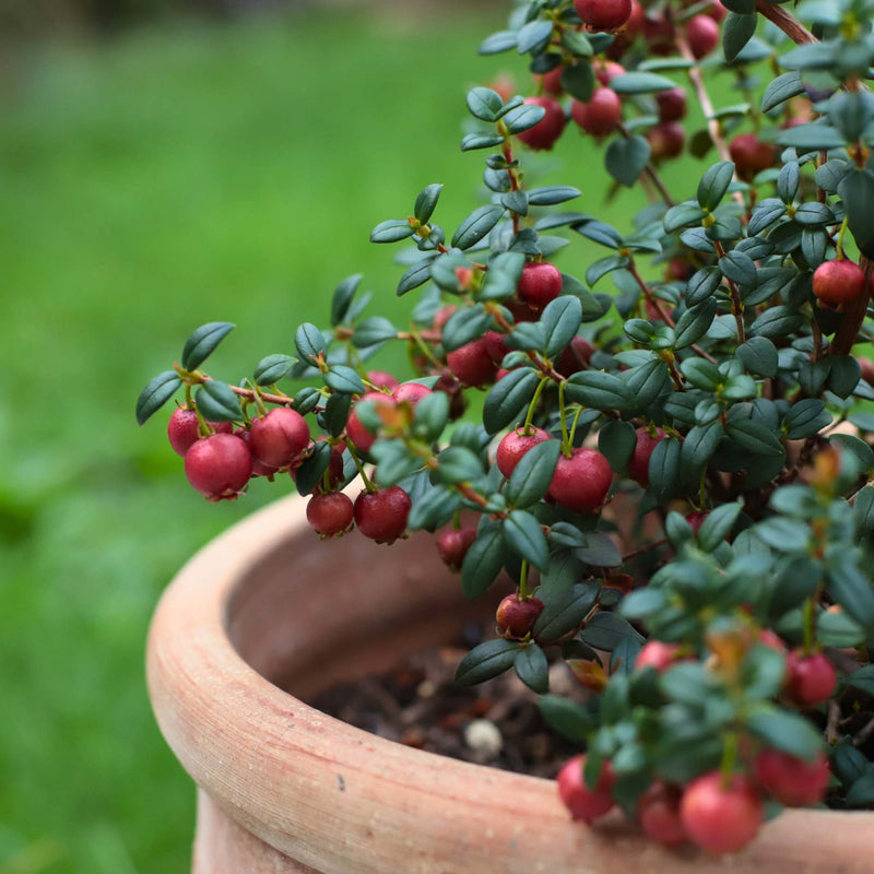 Chilean Guava | Ugni molinae Soft Fruit