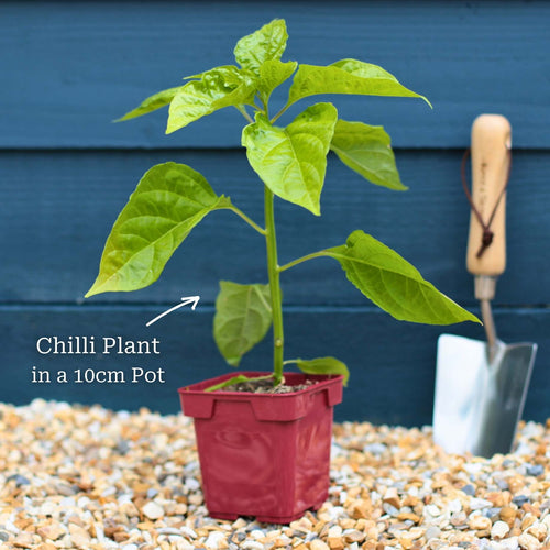 'Habanero Paper Lantern' Chilli Pepper Plant Vegetables