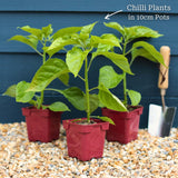 'Habanero Paper Lantern' Chilli Pepper Plant Vegetables