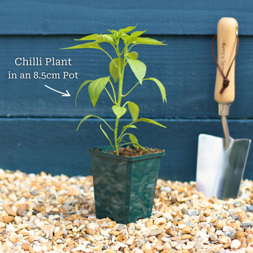 Ultimate Chilli & Pepper Plant Collection Vegetables