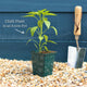 Ultimate Chilli & Pepper Plant Collection Vegetables