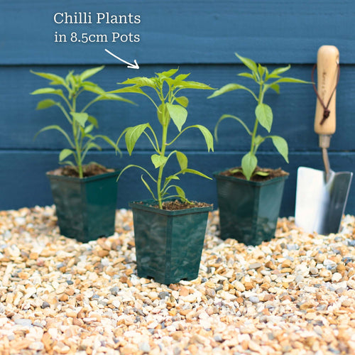 'Habanero Paper Lantern' Chilli Pepper Plants Vegetables