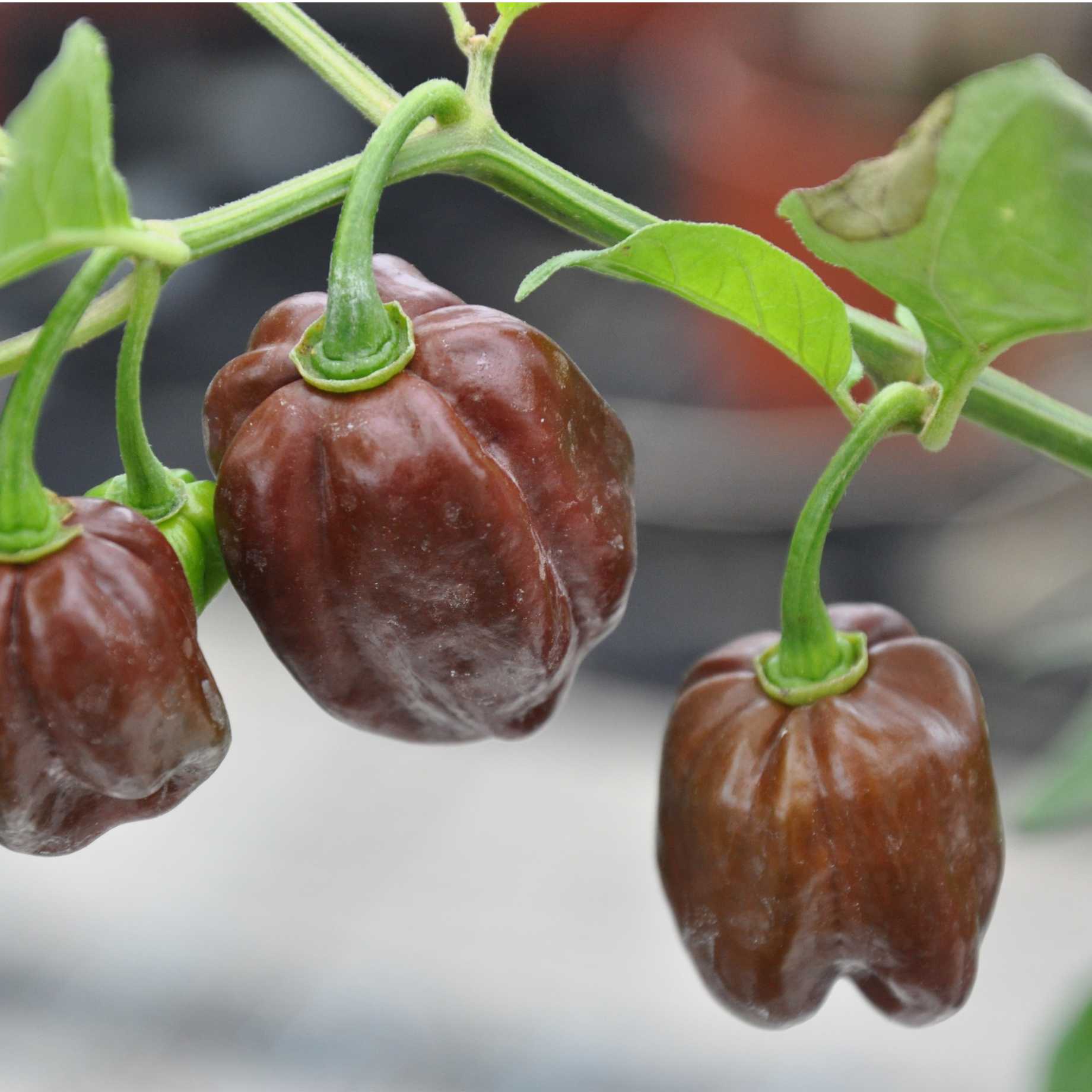 Habanero Chocolate Grafted Chilli Pepper Plant Roots Plants Habanero Chocolate Grafted Chilli Pepper Plant Roots Plants