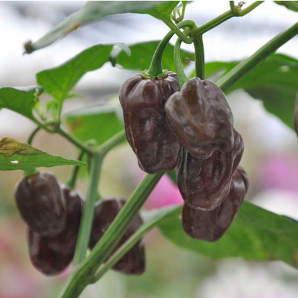 Grafted Chilli Pepper 'Habanero Chocolate' Plant Vegetable Plants