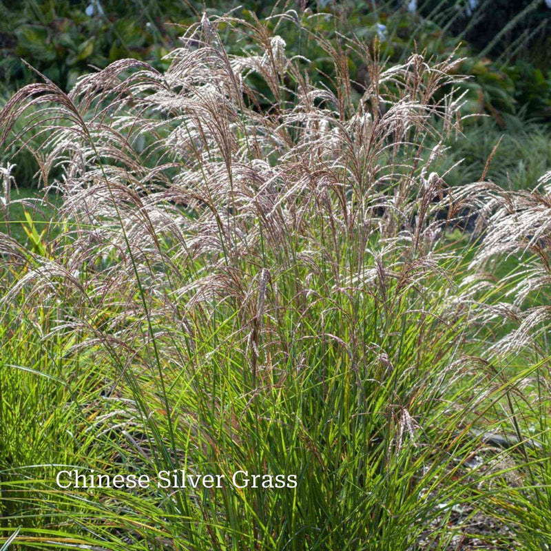 Classic Ornamental Grass Collection Perennial Bedding