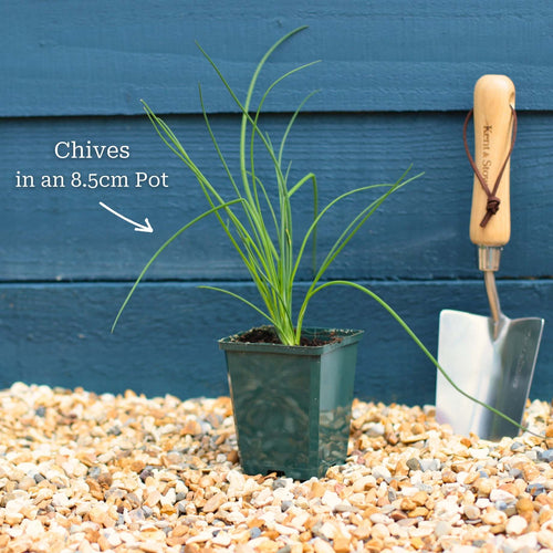 Chives Plant Vegetables