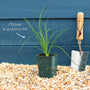 Chives Plant Vegetables