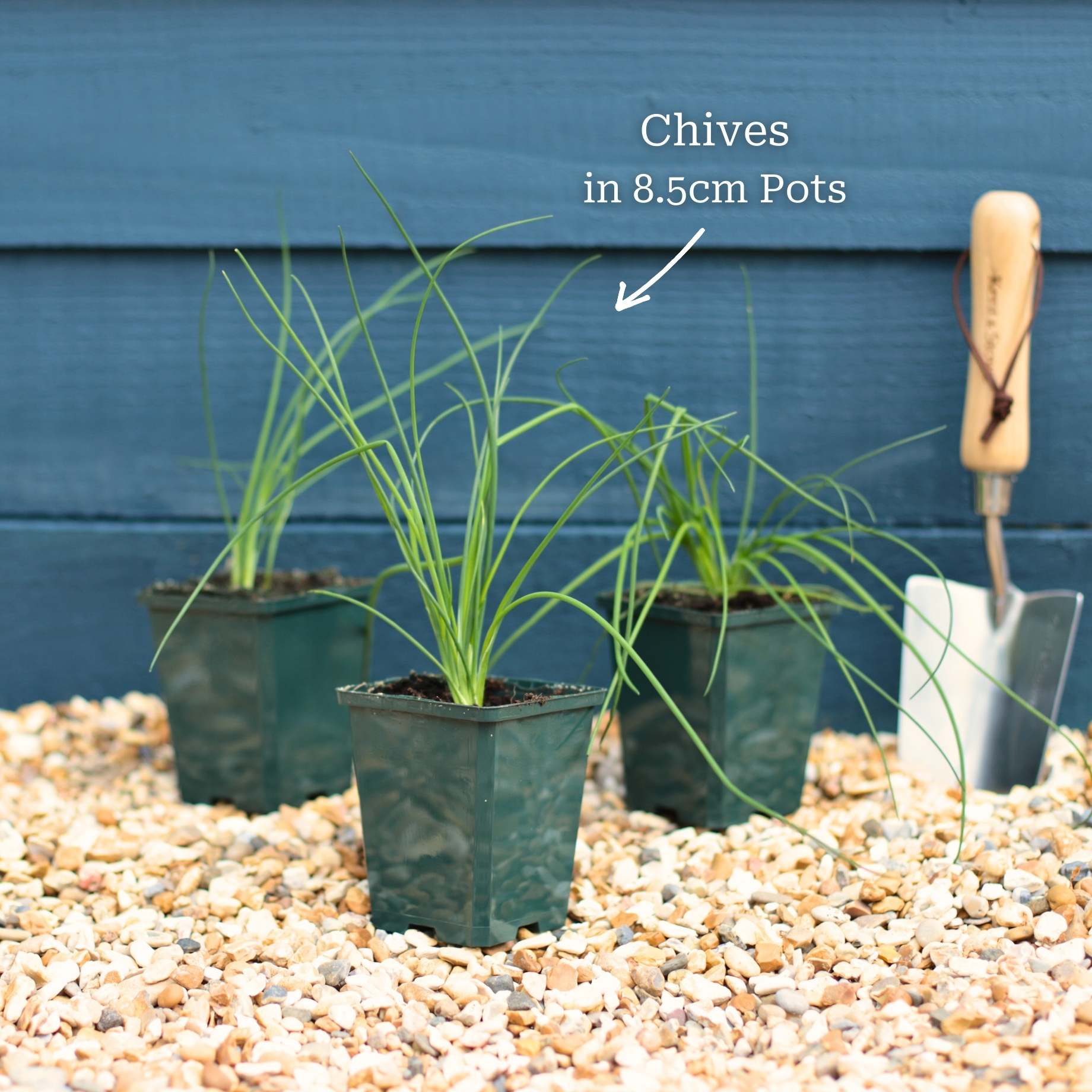 Chives Rooth's Chives Plant – Roots Plants