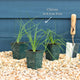 Chives Plant Vegetables
