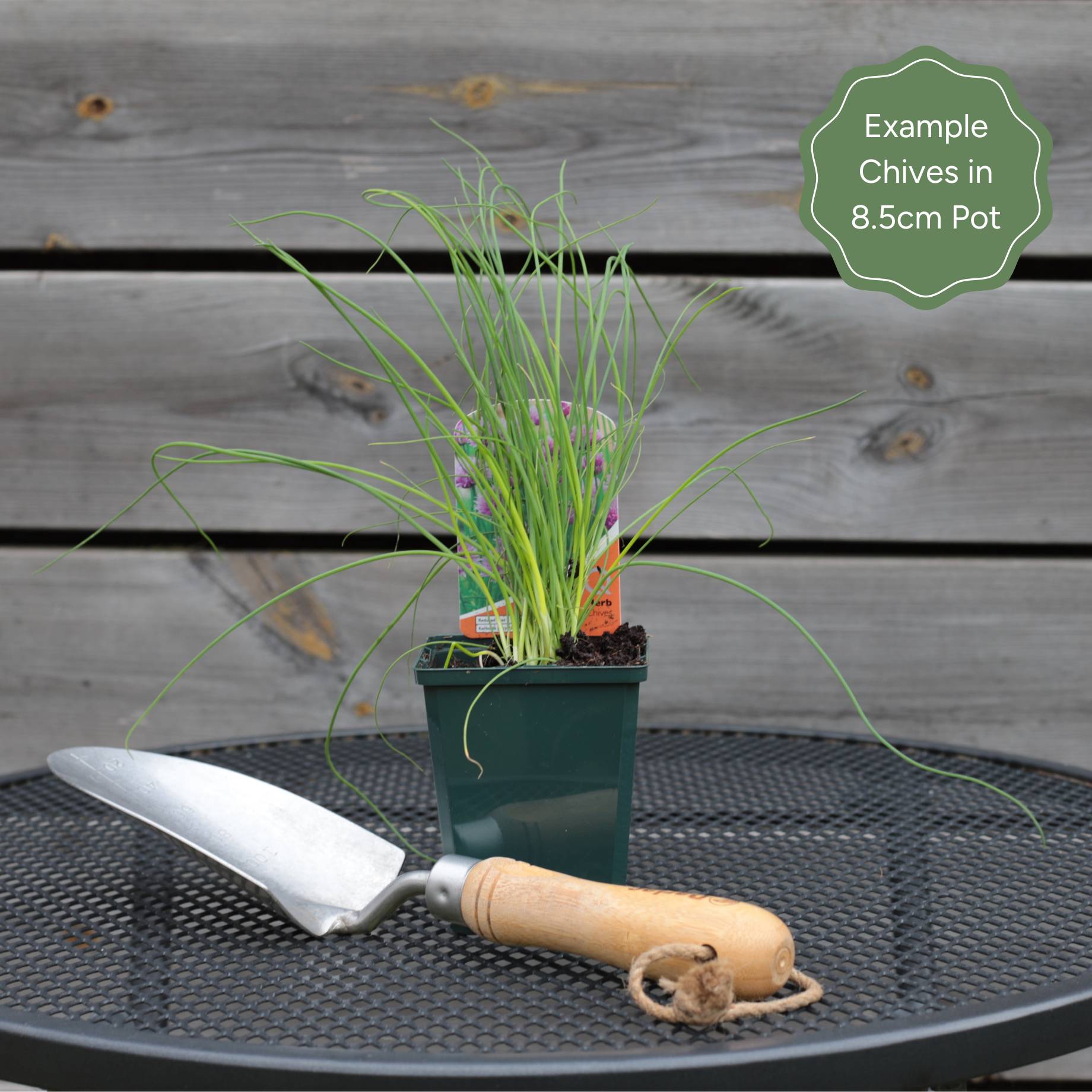 Chives In Store With Roots Chives Plant – Roots Plants