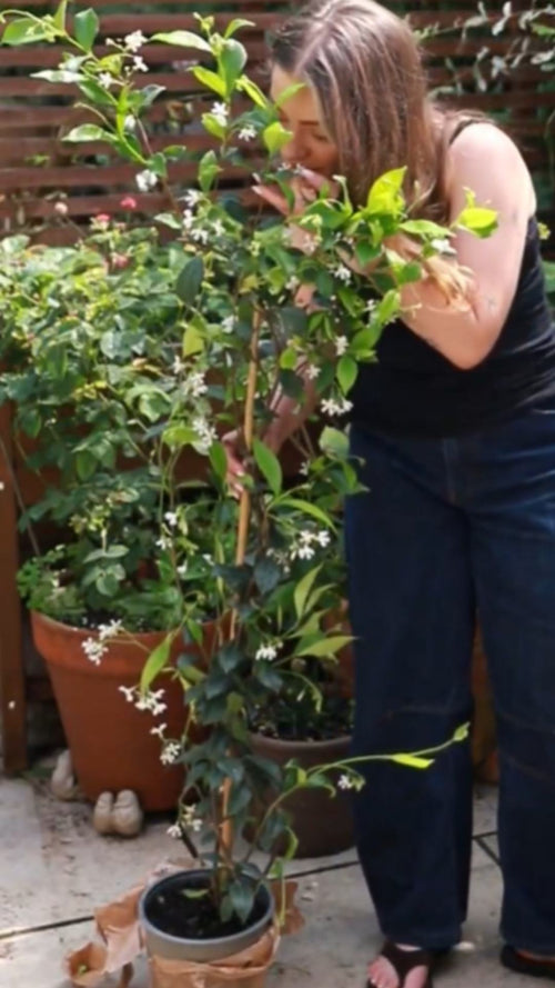 Chloe Plumstead unboxes a star jasmine
