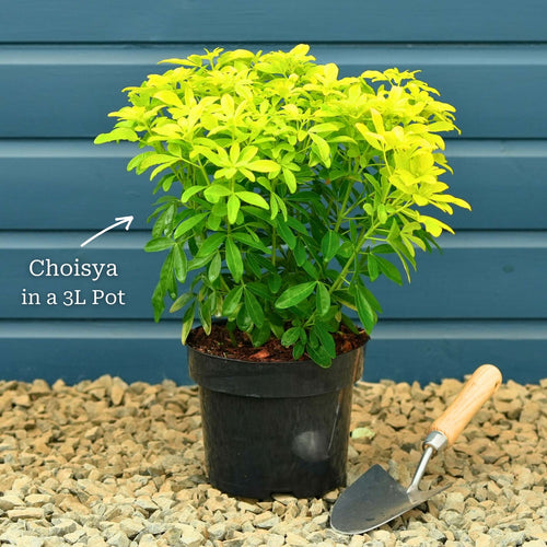 Mexican Orange Blossom | Choisya ternata Shrubs