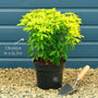 Mexican Orange Blossom | Choisya ternata Shrubs