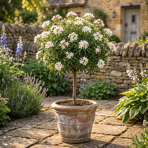 Patio Choisya Tree | Choisya 'White Dazzler'® Shrubs