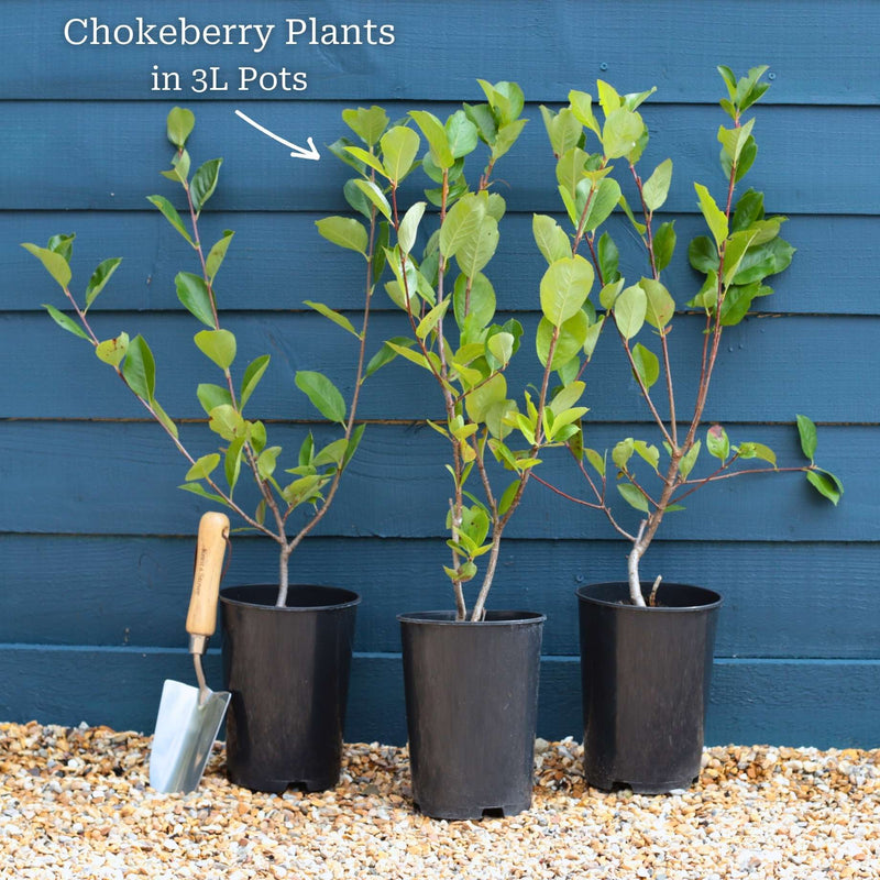 'Viking' Chokeberry Bush | Aronia x prunifolia Soft Fruit