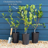 'Viking' Chokeberry Bush | Aronia x prunifolia Soft Fruit