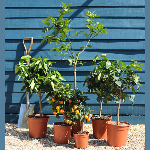 Patio Citrus Tree Collection Trained Fruit Trees