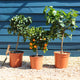 Patio Citrus Tree Collection Trained Fruit Trees