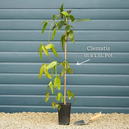 Evergreen Clematis | Clematis armandii Climbing Plants