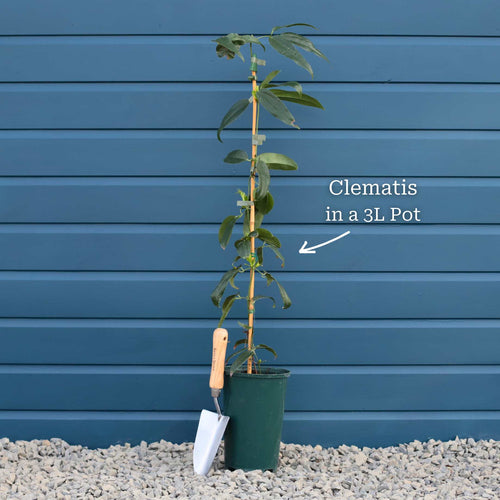 Clematis 'Warsaw Nike' Climbing Plants