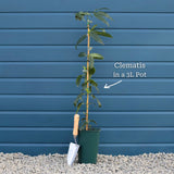 Clematis 'Warsaw Nike' Climbing Plants