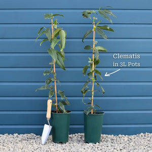 Clematis 'Warsaw Nike' Climbing Plants