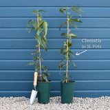 Clematis 'Warsaw Nike' Climbing Plants