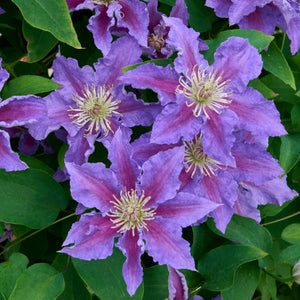 Clematis 'Baroness Fookes' Climbing Plants