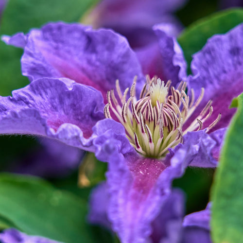 Clematis 'Baroness Fookes' Climbing Plants