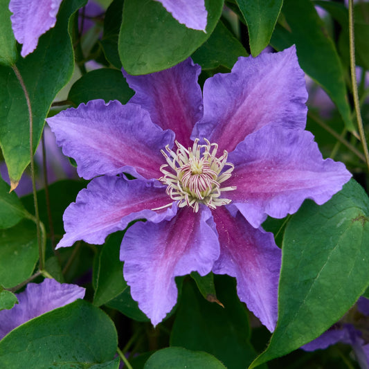 Clematis 'Baroness Fookes' Climbing Plants