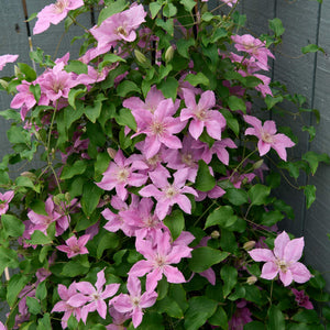 Clematis 'Bridgewater' Climbing Plants