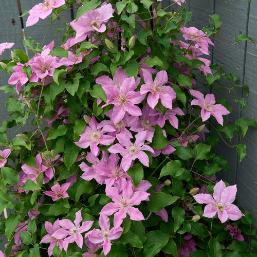 Clematis 'Bridgewater' Climbing Plants