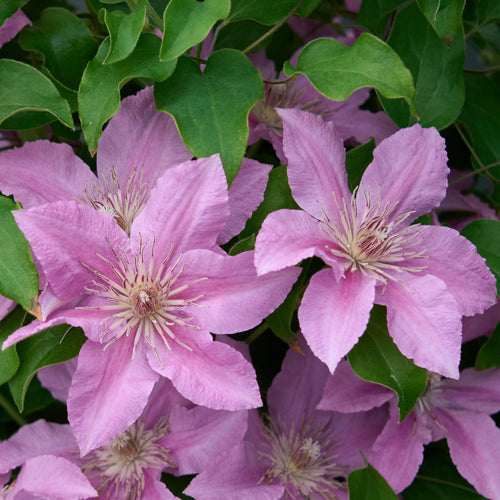 Clematis 'Bridgewater' Climbing Plants