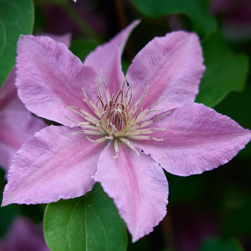 Clematis 'Bridgewater' Climbing Plants