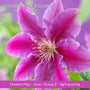 The Clematis Gift Gift Option